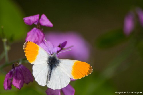 Farfalla Anthocharis cardamines