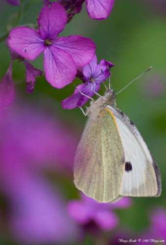 Farfalla Pieris rapae