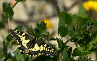 Papilio machaon