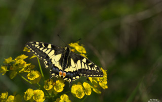 Papilio machaon