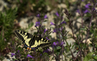 Papilio machaon