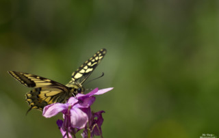 Papilio machaon