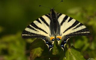 Papilio machaon