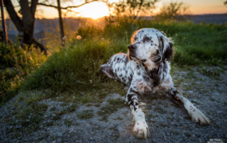 Setter Inglese