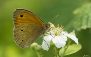 Maniola jurtina