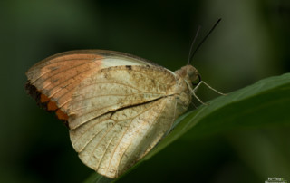 Hebomoia glaucippe